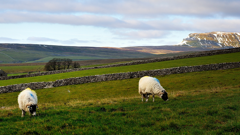 Sheep grazing in field in the Yorkshire Dales