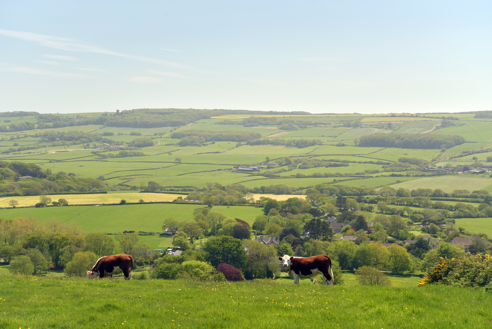 Mixed farm, cows grazing with arable field in the distance.